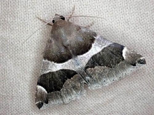 Réf. 265 250 : Dysgonia algira